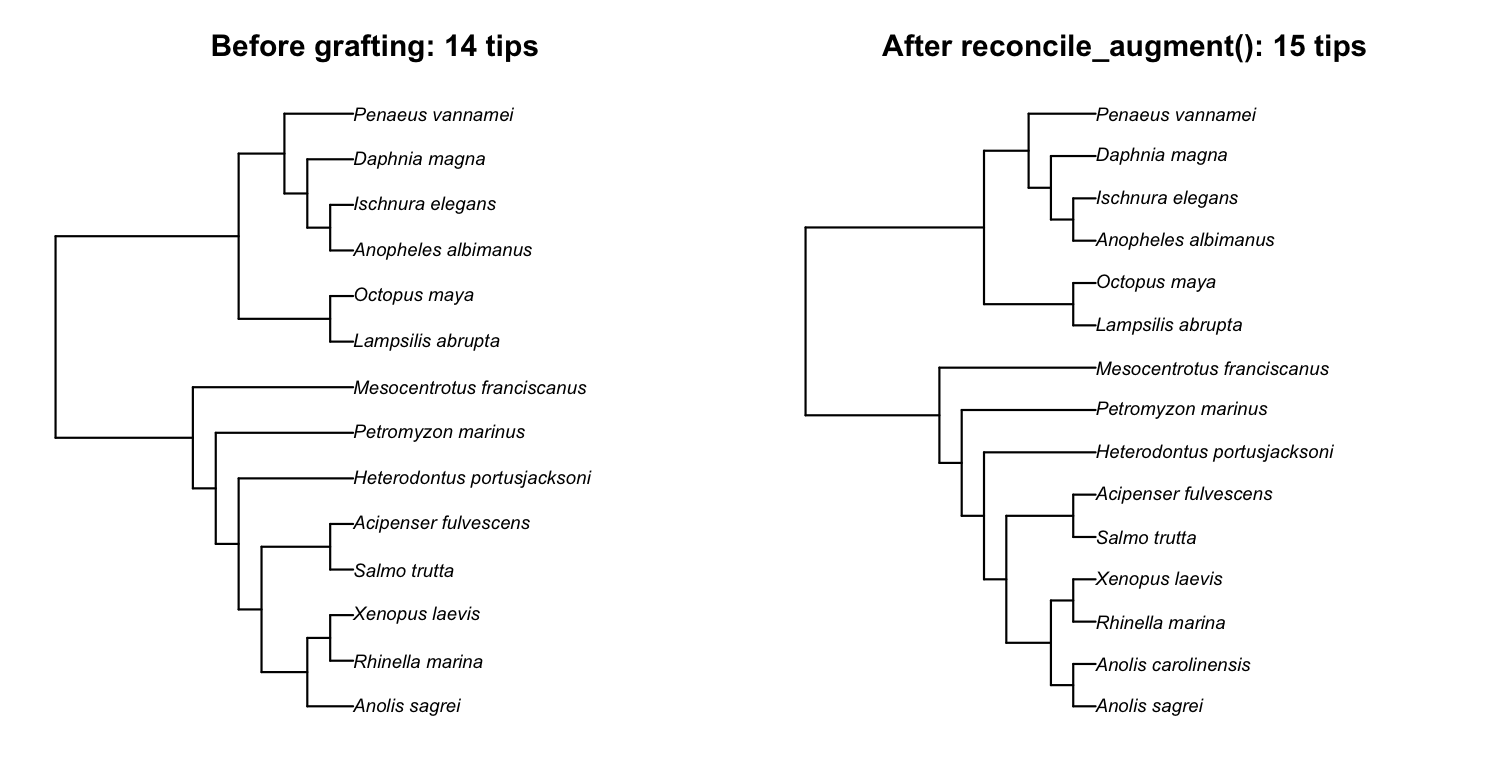 Left: the 14-tip Open Tree of Life topology before grafting. Right: the same tree after reconcile_augment() grafts Anolis carolinensis (15 tips). The new species joins as a bifurcating sister to its congener Anolis sagrei, and its terminal branch is adjusted so every tip stays aligned at the present: the augmented tree is bifurcating and ultrametric, ready for pr_phylo_cor().