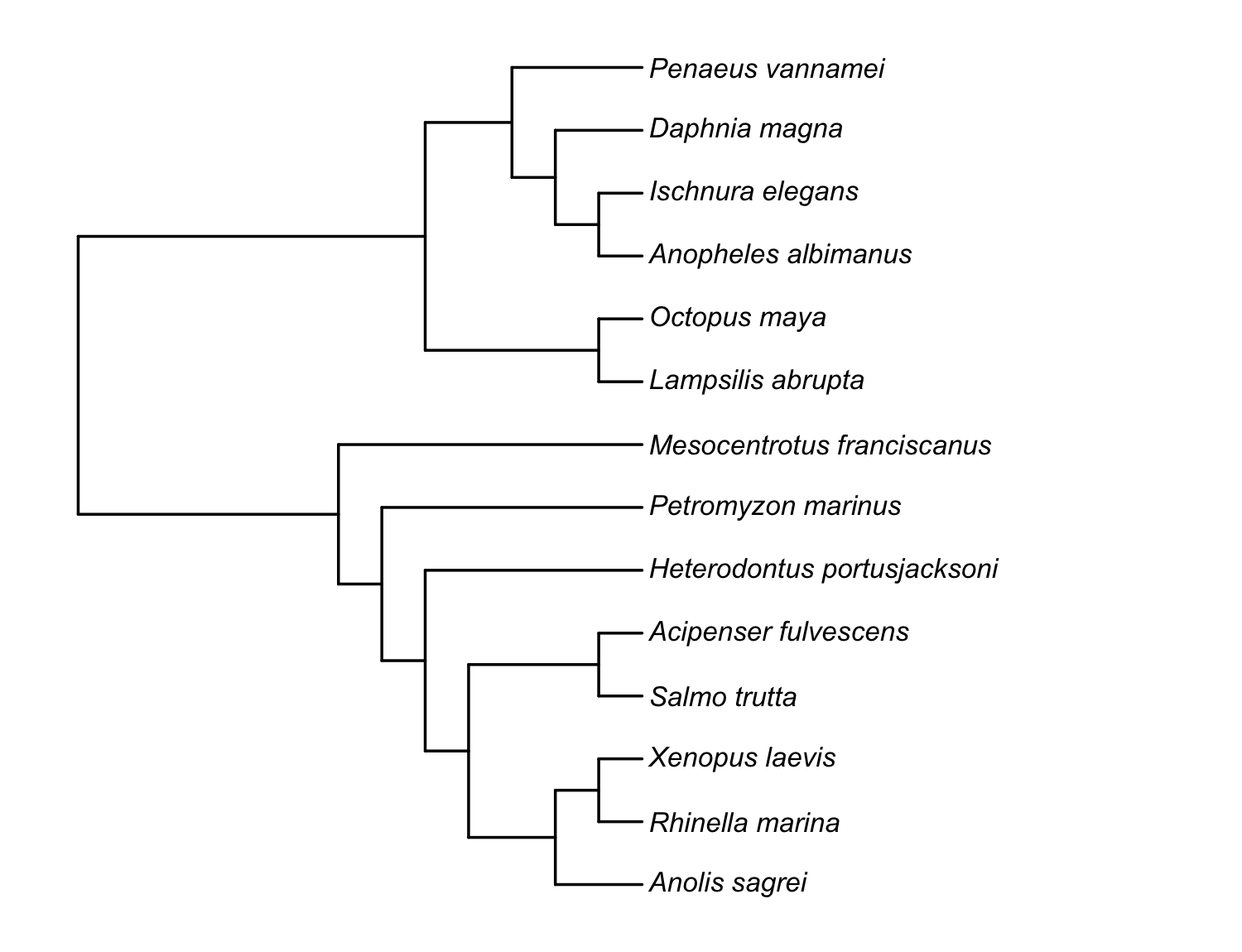 The 14-species tree returned by the one-call pipeline (pr_get_tree(source = "rotl", resolve_polytomies = TRUE, branch_lengths = "grafen")): ultrametric, fully bifurcating, with Grafen branch lengths. Tip labels are shown cleaned of the OTT id suffixes.